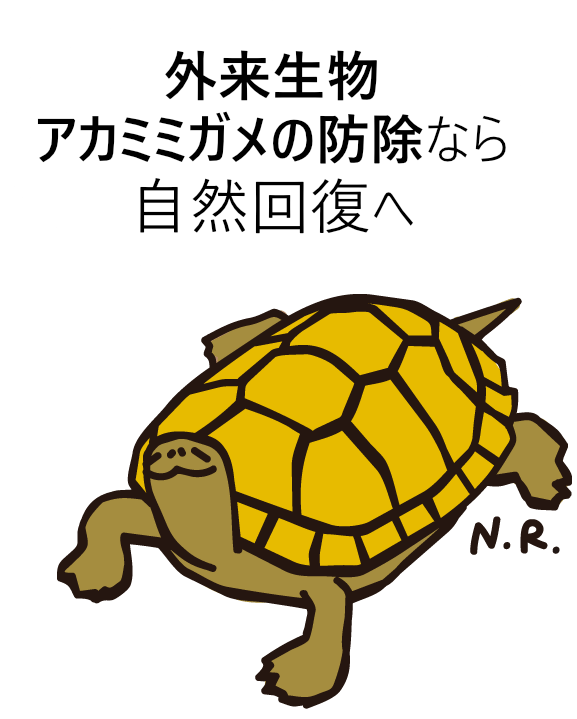 外来生物アカミミガメの防除なら自然回復へ
